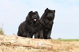 CHOW CHOW 056
